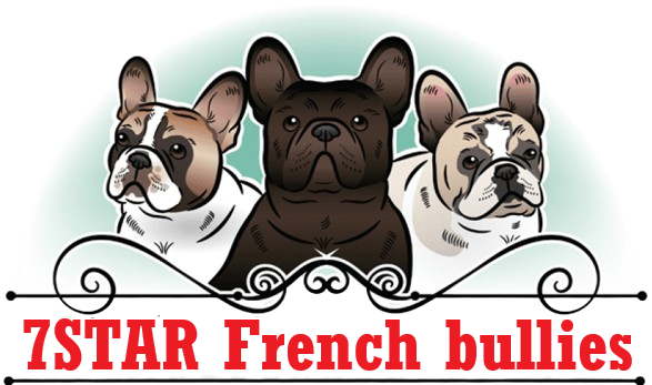 7 star French bullies