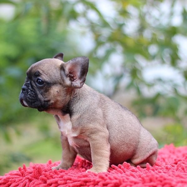 Bea-female-French-Bulldog-puppy-for-sale-1