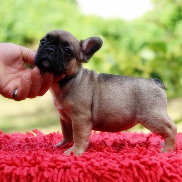 Bea-female-French-Bulldog-puppy-for-sale-3