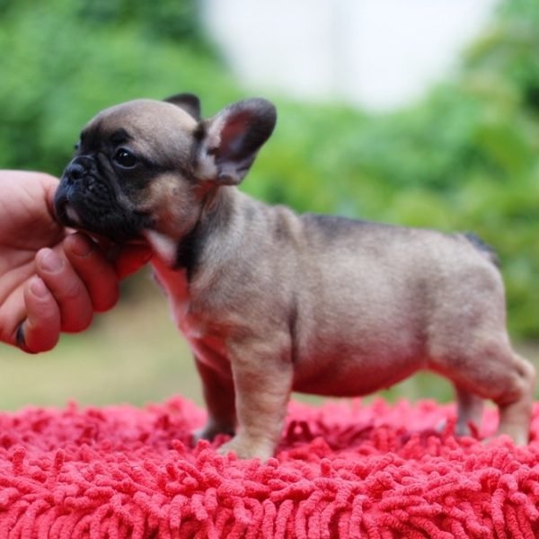 Bea-female-French-Bulldog-puppy-for-sale-5