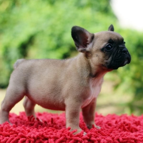 Bella-female-French-Bulldog-puppy-for-sale-1