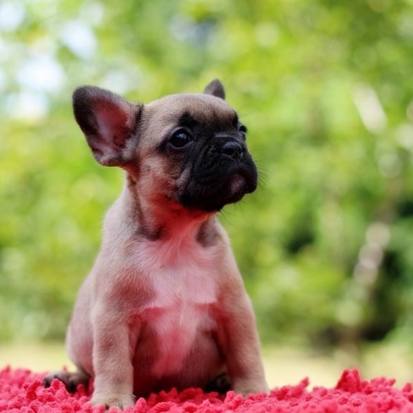 Bella-female-French-Bulldog-puppy-for-sale-2