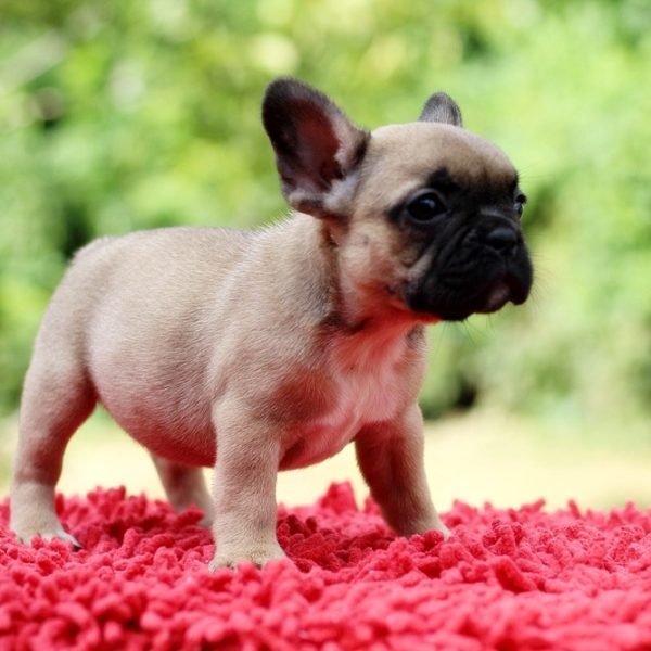 Bella-female-French-Bulldog-puppy-for-sale-3