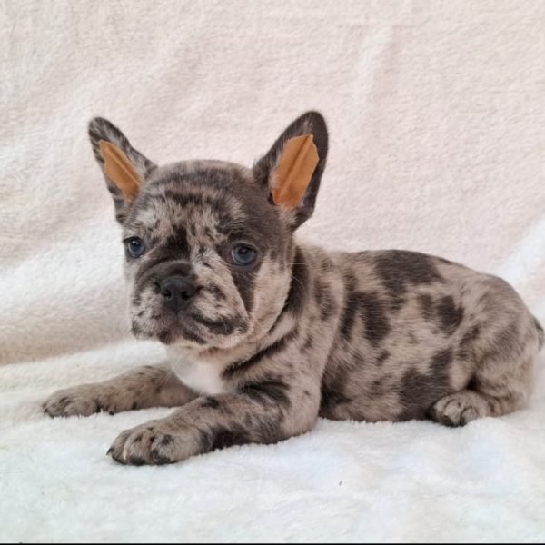 Noreen-female-french-bulldog-puppy-for-sale02-e1723469566253