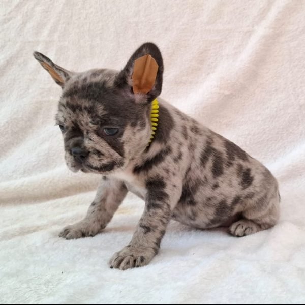 Noreen-female-french-bulldog-puppy-for-sale03-e1723469584434