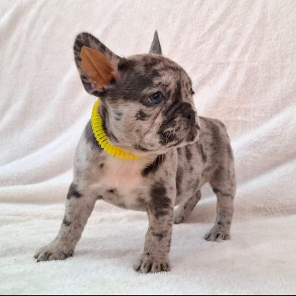 Noreen-female-french-bulldog-puppy-for-sale05-e1723469628321